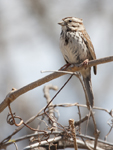 Savannah Sparrow 1828